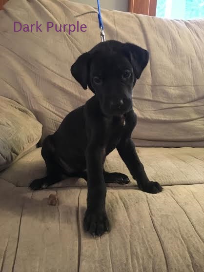 Medium Photo #1 Great Dane Puppy For Sale in AKRON, OH, USA