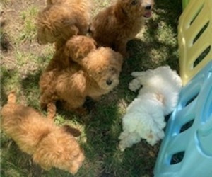 Poodle (Miniature) Litter for sale in NORCO, CA, USA