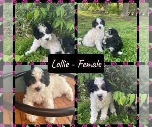 Aussiedoodle Miniature  Litter for sale in MBORO, TN, USA