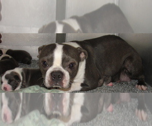 Boston Terrier Litter for sale in CRKD RVR RNCH, OR, USA