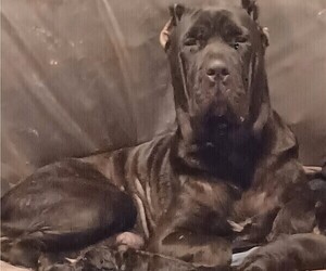 Cane Corso Litter for sale in BALTIMORE, MD, USA