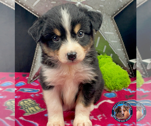 Miniature Australian Shepherd Litter for sale in GRANBURY, TX, USA