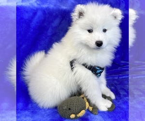 Samoyed Litter for sale in COLORADO SPRINGS, CO, USA