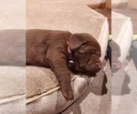 Small Photo #1 Labrador Retriever Puppy For Sale in ESTHERVILLE, IA, USA