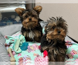 Yorkshire Terrier Litter for sale in VALRICO, FL, USA