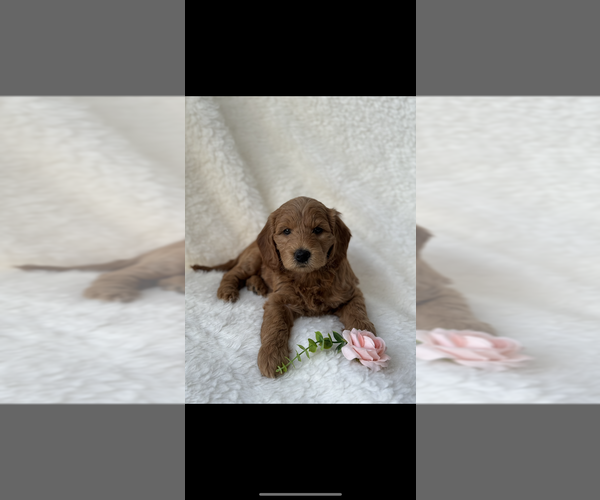 Medium Photo #1 Goldendoodle Puppy For Sale in HOLLYWOOD, FL, USA