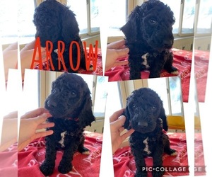 Poodle (Standard) Litter for sale in CO BLUFFS, IA, USA