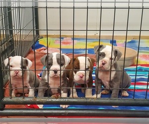 Olde English Bulldogge Litter for sale in ECRU, MS, USA