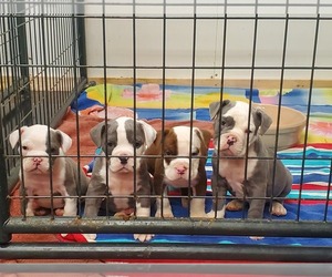 Olde English Bulldogge Litter for sale in ECRU, MS, USA