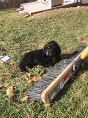 Cocker Spaniel Litter for sale in CROSS TIMBERS, MO, USA