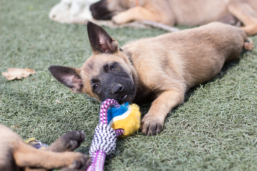 Medium Photo #1 Belgian Malinois Puppy For Sale in IMPERIAL BEACH, CA, USA