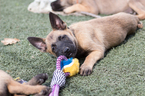 Small Photo #1 Belgian Malinois Puppy For Sale in IMPERIAL BEACH, CA, USA