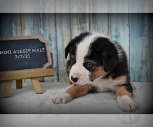 Miniature Australian Shepherd Litter for sale in NILES, MI, USA