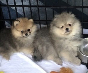 Pomeranian Litter for sale in TOWNSEND, MA, USA