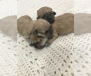 Havachon Litter for sale in NIANGUA, MO, USA