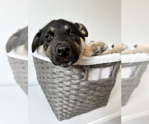 German Shepherd Dog-Siberian Husky Mix Litter for sale in VANCOUVER, WA, USA
