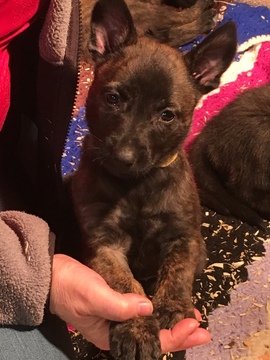 Medium Photo #1 Belgian Malinois-Dutch Shepherd Dog Mix Puppy For Sale in COSHOCTON, OH, USA