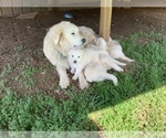 Small Photo #1 Great Pyrenees Puppy For Sale in RED HOUSE, WV, USA