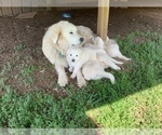 Small Great Pyrenees