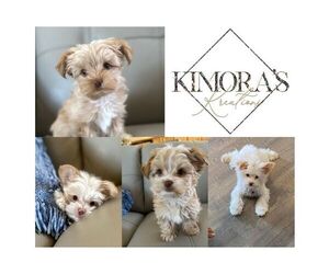 Yorkshire Terrier Litter for sale in SAN TAN VALLEY, AZ, USA