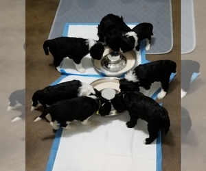 Portuguese Water Dog Litter for sale in LEANDER, TX, USA