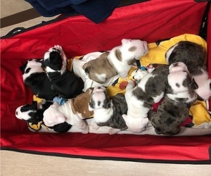 English Bulldog Litter for sale in OLMSTED FALLS, OH, USA