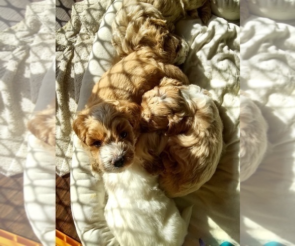 Medium Photo #1 Goldendoodle (Miniature) Puppy For Sale in WINNECONNE, WI, USA