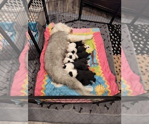 Old English Sheepdog Litter for sale in BURLESON, TX, USA