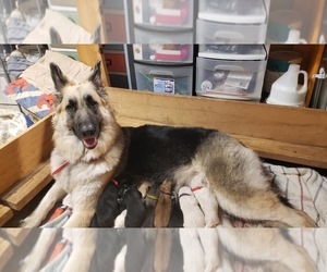 German Shepherd Dog Litter for sale in ANGLETON, TX, USA