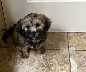 Poodle (Toy)-Shorkie Tzu Mix Litter for sale in BENTON, AR, USA