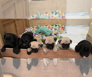 Pug Litter for sale in COLORADO SPRINGS, CO, USA