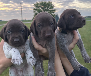 German Shorthaired Pointer Litter for sale in MONROE, IN, USA