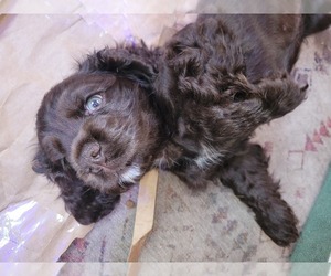 English Cocker Spaniel Litter for sale in NORTH MYRTLE BEACH, SC, USA