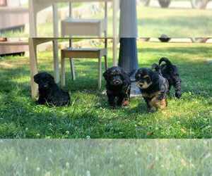 Aussiedoodle Miniature  Litter for sale in FRENCHTOWN, MT, USA