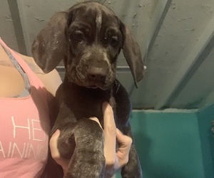 German Shorthaired Pointer Litter for sale in STATE COLLEGE, PA, USA