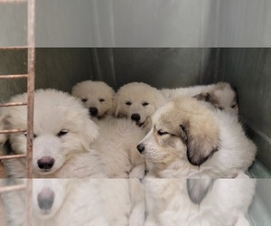 Great Pyrenees Litter for sale in OLD TOWN, FL, USA