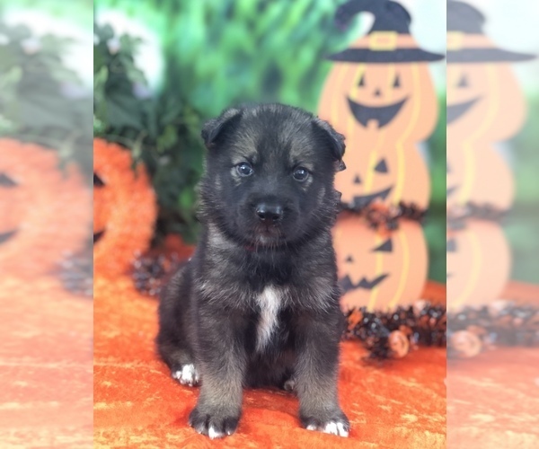 Medium Photo #1 German Shepherd Dog-Siberian Husky Mix Puppy For Sale in LAKELAND, FL, USA