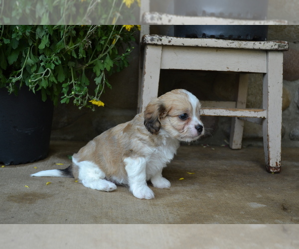 Medium Photo #1 Cav-A-Malt Puppy For Sale in GREENWOOD, WI, USA