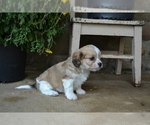 Small Photo #1 Cav-A-Malt Puppy For Sale in GREENWOOD, WI, USA