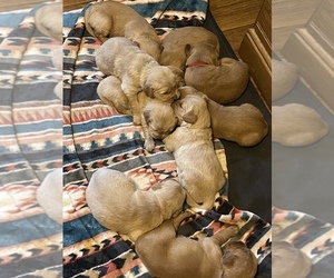 Golden Retriever Litter for sale in KNOXVILLE, TN, USA