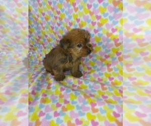 Yorkshire Terrier Litter for sale in LAPEER, MI, USA