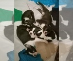 Small Photo #1 Boston Terrier Puppy For Sale in LOUISVILLE, KY, USA