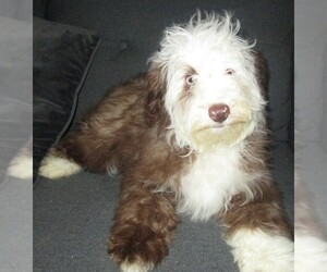 Aussie-Poo-Aussiedoodle Mix Litter for sale in LINCOLN, AL, USA