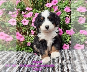 Bernedoodle Litter for sale in SHIPSHEWANA, IN, USA