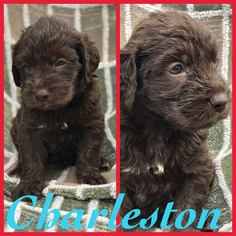Labradoodle Litter for sale in SUMMERVILLE, SC, USA