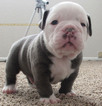 Small Photo #1 English Bulldog Puppy For Sale in HEMET, CA, USA