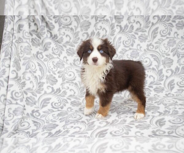 Medium Photo #1 Miniature Australian Shepherd Puppy For Sale in MILLERSBURG, OH, USA
