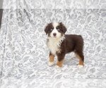Small Photo #1 Miniature Australian Shepherd Puppy For Sale in MILLERSBURG, OH, USA