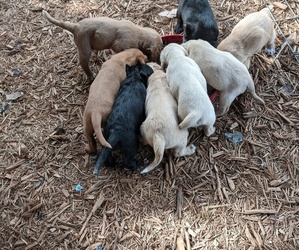 Labradoodle Litter for sale in SAINT AUGUSTINE, FL, USA