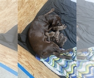 Labrador Retriever Litter for sale in FAIRVIEW, OK, USA